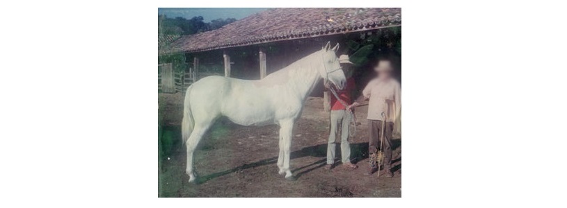 imagem cavalo Ababa Quo Vadis