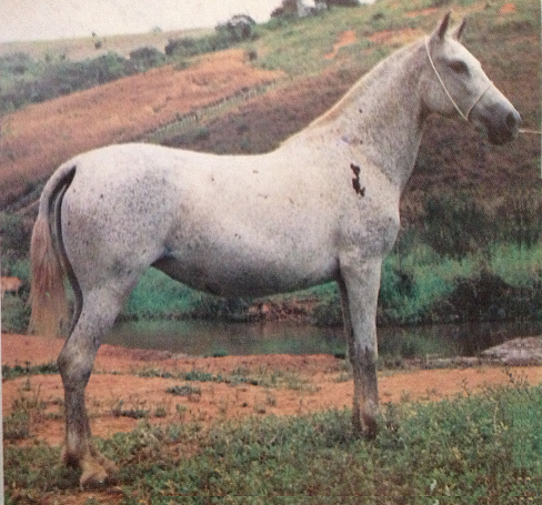 imagem gua Azarola da Santa Terezinha