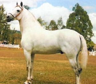 imagem cavalo Cafund Universo