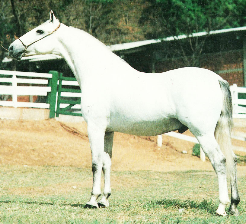 imagem cavalo Camamb da Ponte Alta