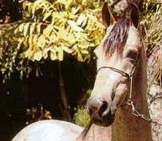 imagem cavalo Cangao Tabatinga