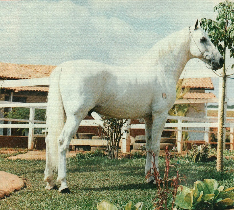 imagem cavalo Conselheiro do Porto Azul