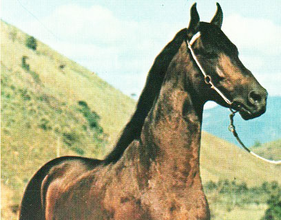 imagem cavalo Divino da Seduo