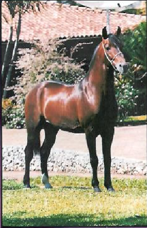 imagem cavalo Fara do Tingu
