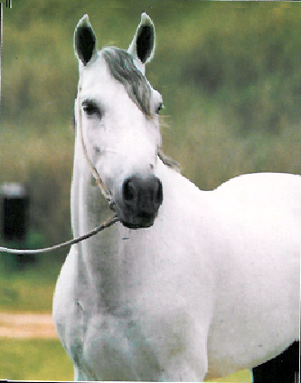 imagem cavalo Fnix da Santa Terezinha