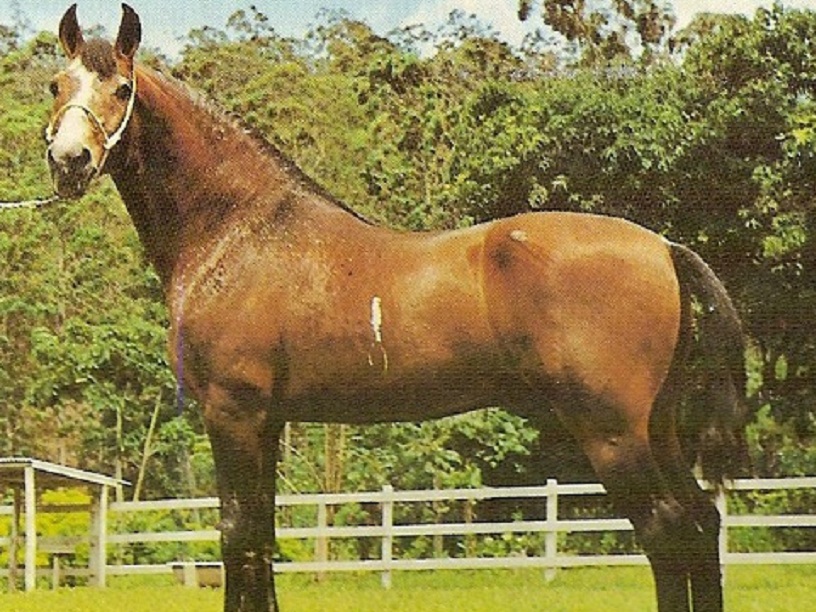 imagem cavalo Herdade Cadilac