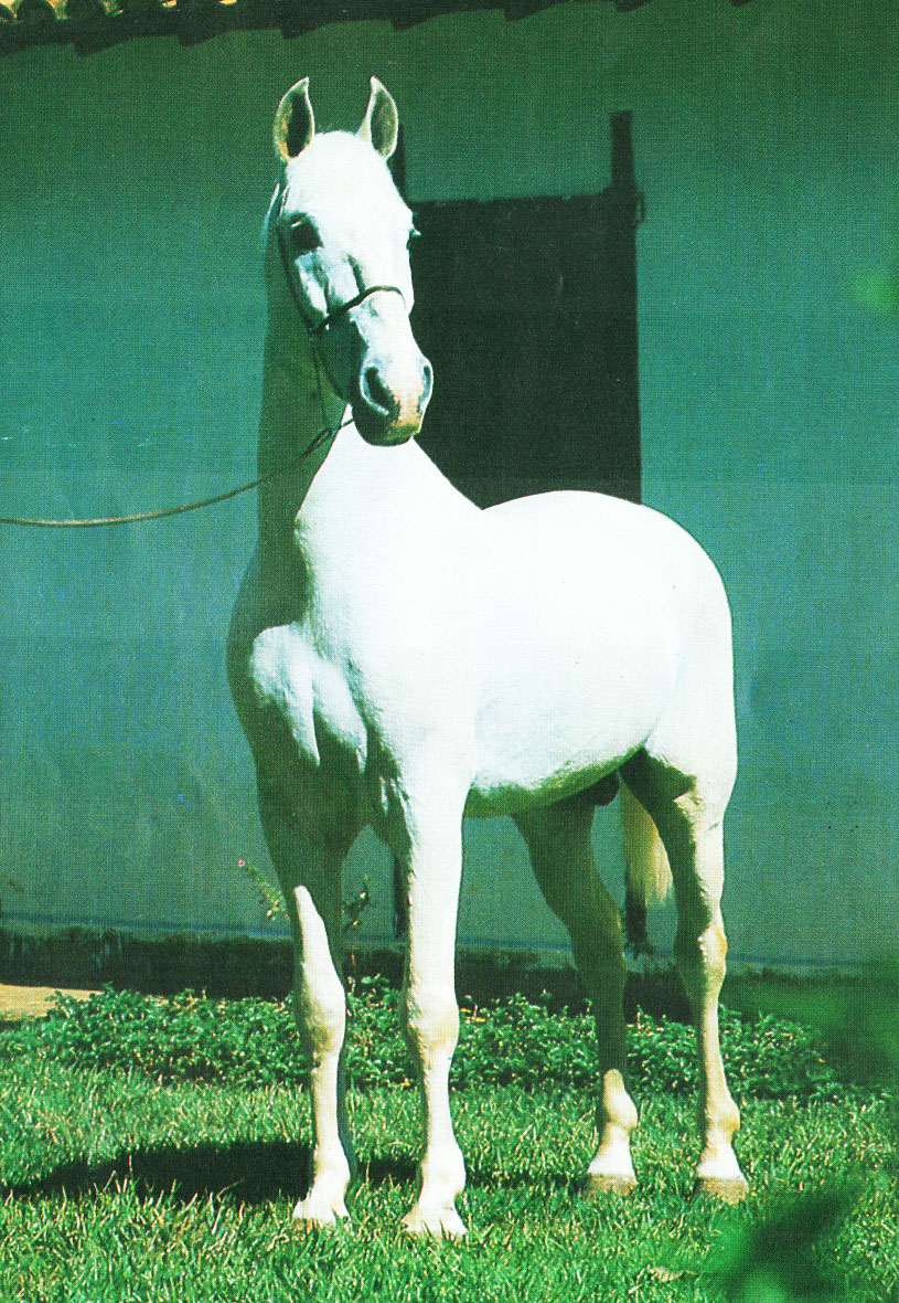 imagem cavalo Herdade Cobalto