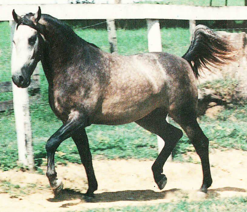 imagem cavalo Jalapo da Mutuca