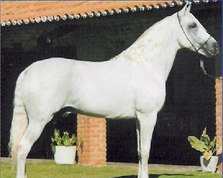 imagem cavalo Laglria Enibu