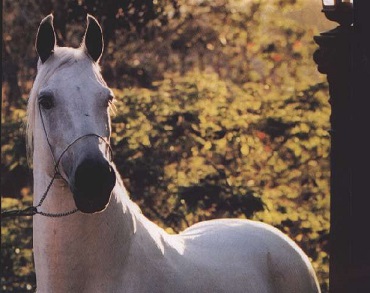 imagem cavalo Laglria Gualibu