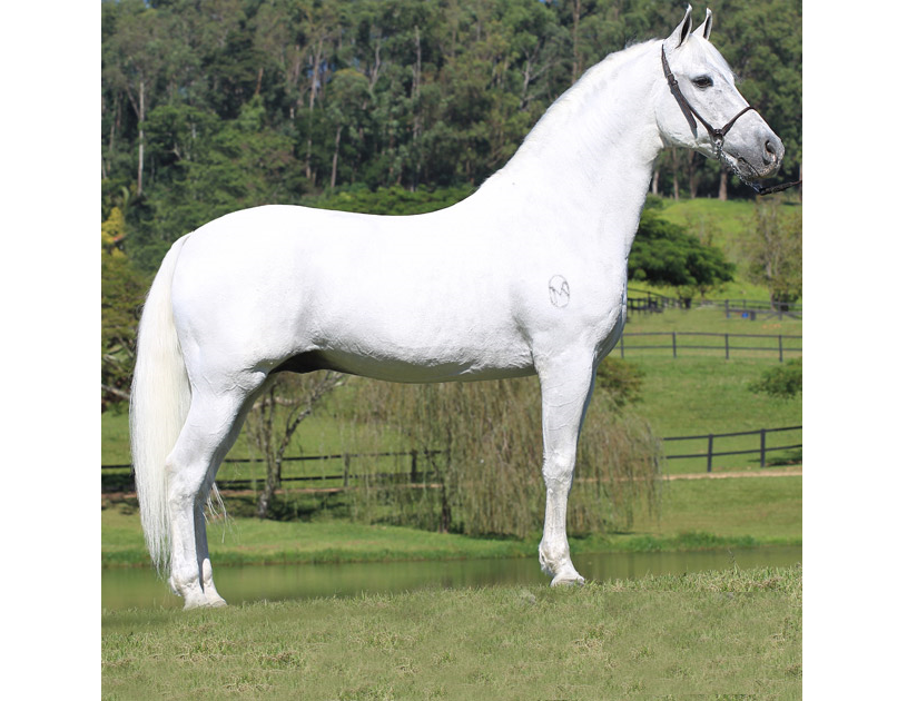 imagem cavalo Laio de Marip