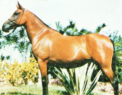 imagem gua L.N. Esgrima