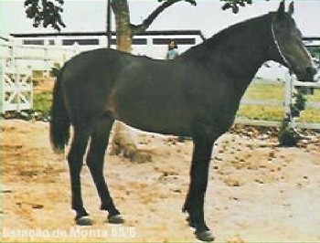 imagem cavalo Lundu do Granito