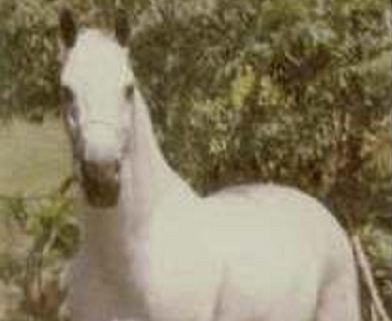 imagem cavalo Japaranduba Campar