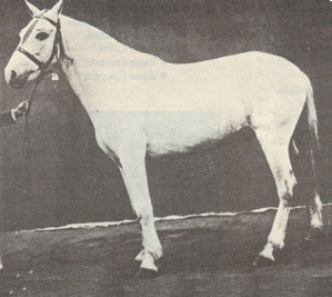 imagem cavalo Angahy Caxias 1