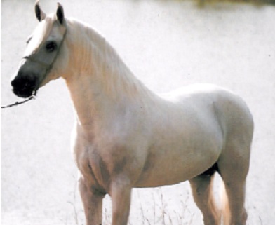 imagem cavalo Expoente H.O.