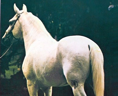 imagem cavalo Furaco Bela Cruz