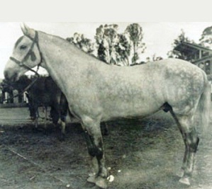 imagem cavalo Sargento J.B.