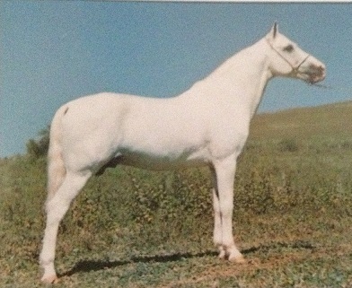 imagem cavalo Uri A.J.