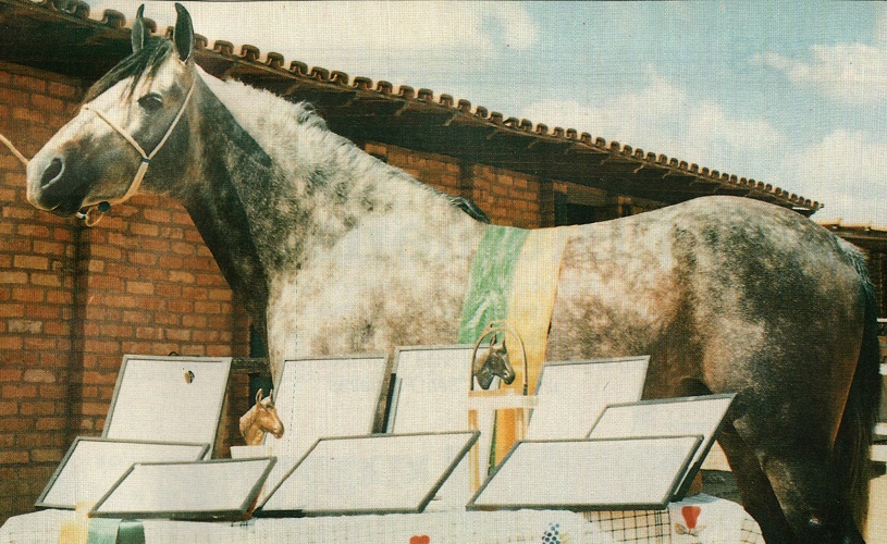 imagem cavalo Mocambo Quinau
