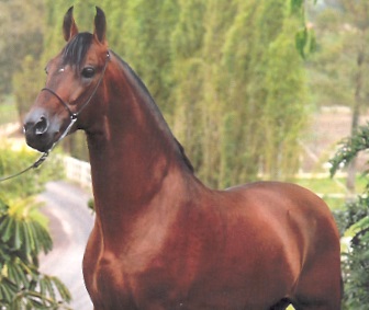 imagem Cavalo Mourisco H.O.