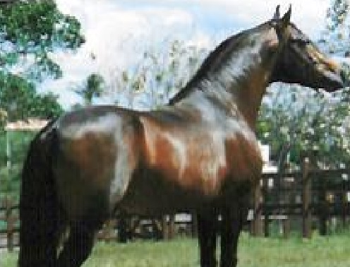 imagem cavalo Orvalho H.B.