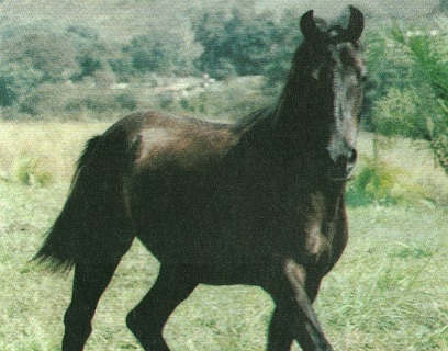 imagem cavalo Prncipe do Porto