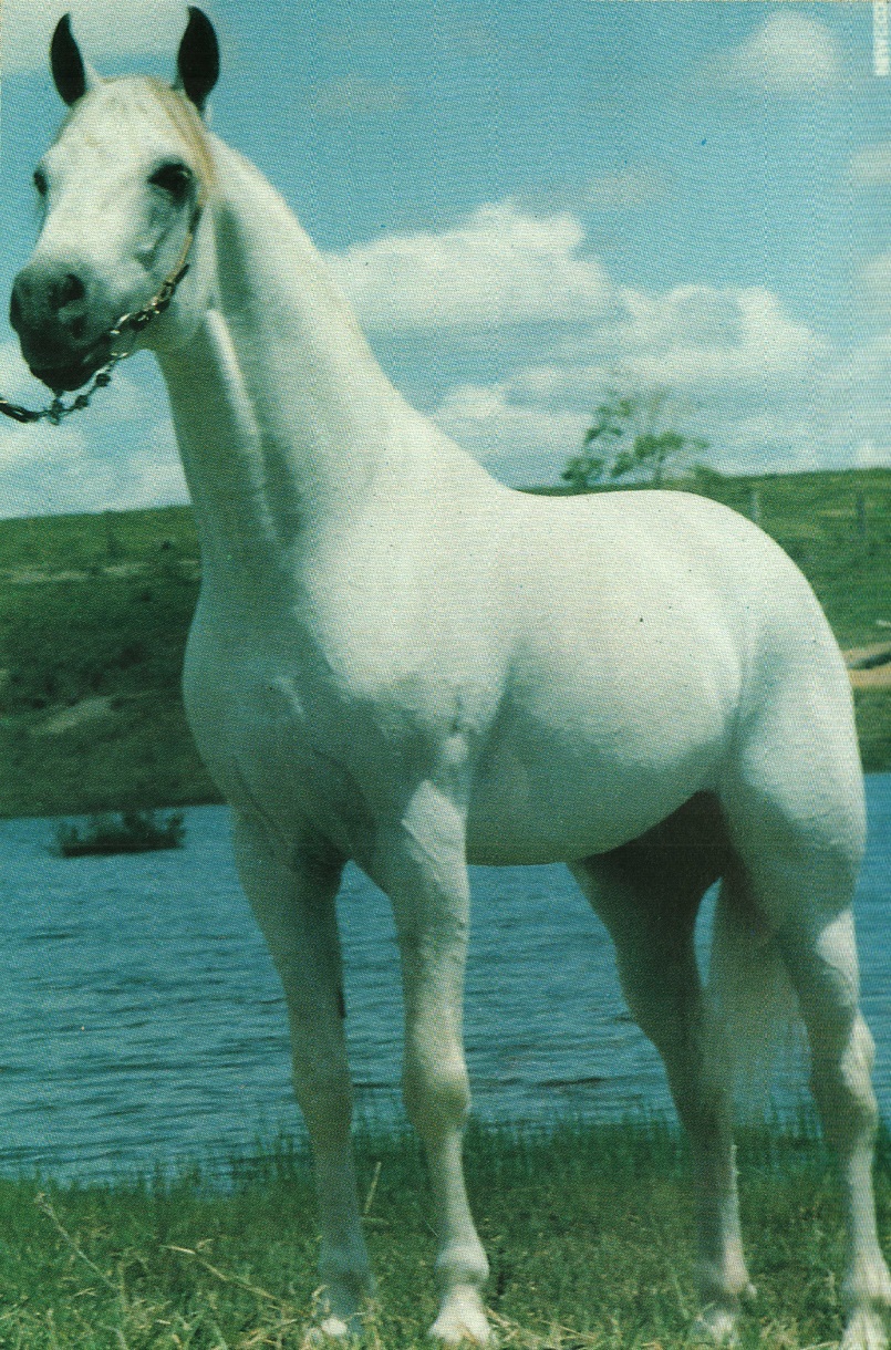 imagem cavalo Sndalo do Granito