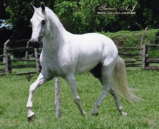 imagem cavalo Secreto A.J.