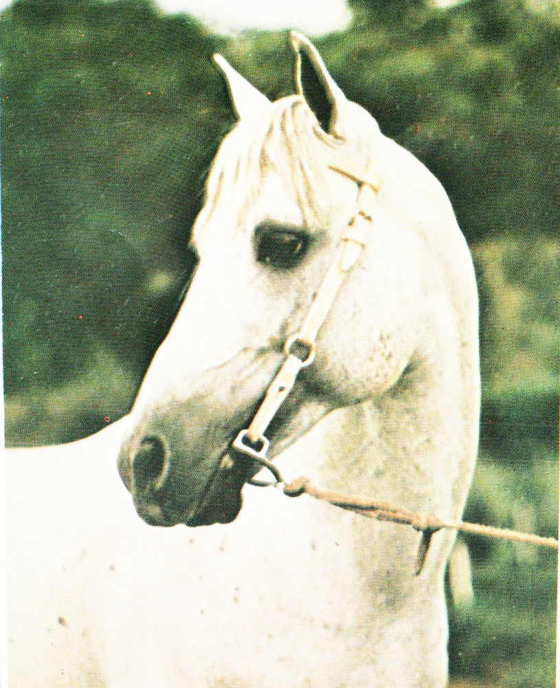 imagem cavalo Zulu A.J.